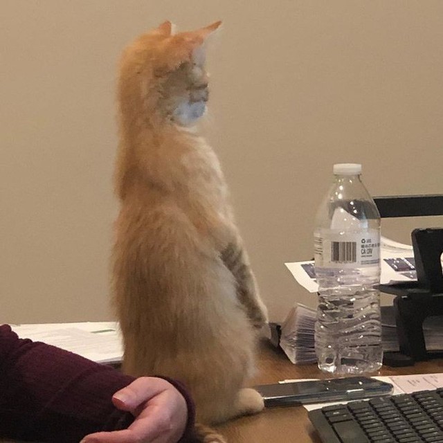 Công ty thuê hai chú mèo đáng yêu để giúp lập trình viên bớt căng thẳng, tăng cường tinh thần làm việc - Ảnh 11.