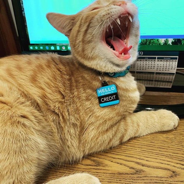 Công ty thuê hai chú mèo đáng yêu để giúp lập trình viên bớt căng thẳng, tăng cường tinh thần làm việc - Ảnh 8.