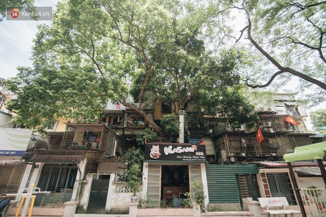 Kỳ lạ cây xanh mọc xuyên những căn nhà trong khu tập thể 60 năm tuổi ở Hà Nội - Ảnh 1.