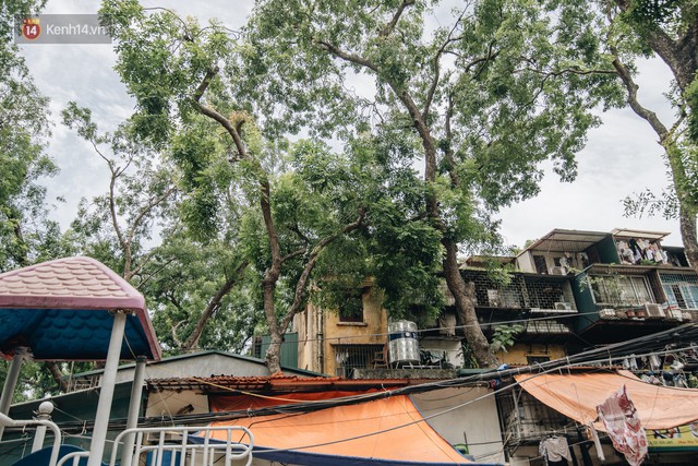 Kỳ lạ cây xanh mọc xuyên những căn nhà trong khu tập thể 60 năm tuổi ở Hà Nội - Ảnh 2.