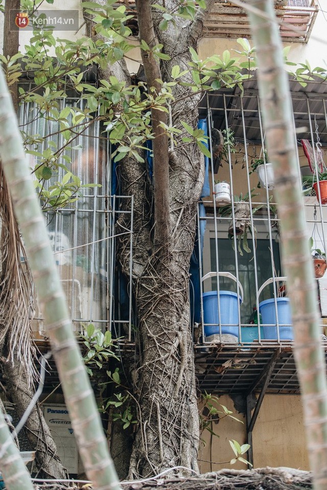 Kỳ lạ cây xanh mọc xuyên những căn nhà trong khu tập thể 60 năm tuổi ở Hà Nội - Ảnh 6.