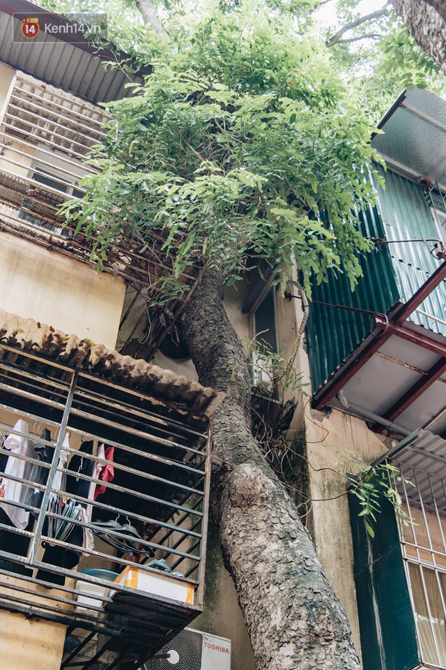 Kỳ lạ cây xanh mọc xuyên những căn nhà trong khu tập thể 60 năm tuổi ở Hà Nội - Ảnh 7.