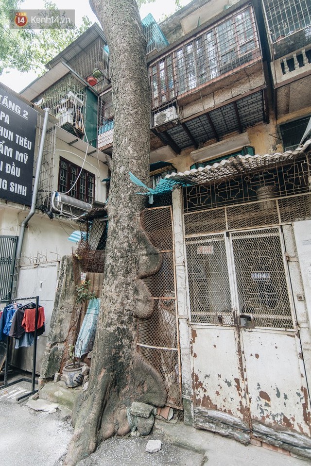 Kỳ lạ cây xanh mọc xuyên những căn nhà trong khu tập thể 60 năm tuổi ở Hà Nội - Ảnh 8.
