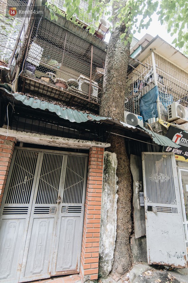 Kỳ lạ cây xanh mọc xuyên những căn nhà trong khu tập thể 60 năm tuổi ở Hà Nội - Ảnh 17.