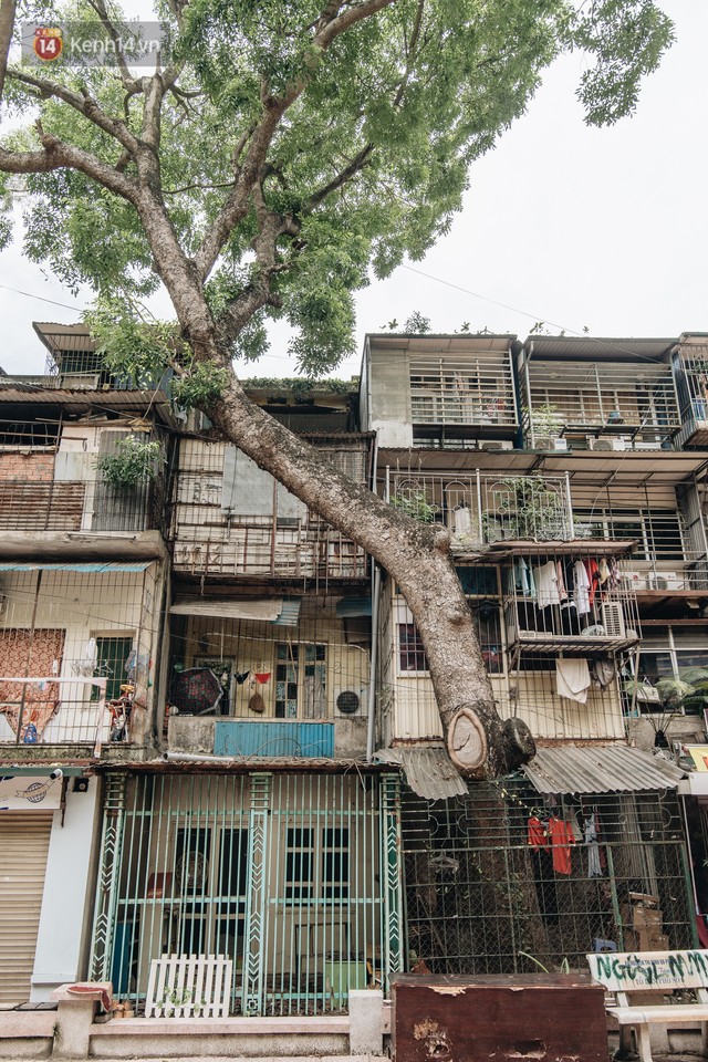 Kỳ lạ cây xanh mọc xuyên những căn nhà trong khu tập thể 60 năm tuổi ở Hà Nội - Ảnh 19.