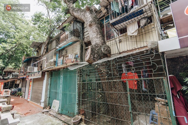 Kỳ lạ cây xanh mọc xuyên những căn nhà trong khu tập thể 60 năm tuổi ở Hà Nội - Ảnh 5.