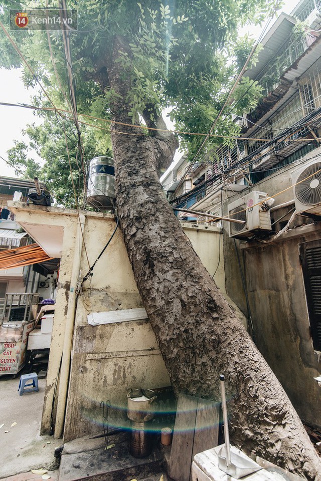 Kỳ lạ cây xanh mọc xuyên những căn nhà trong khu tập thể 60 năm tuổi ở Hà Nội - Ảnh 11.