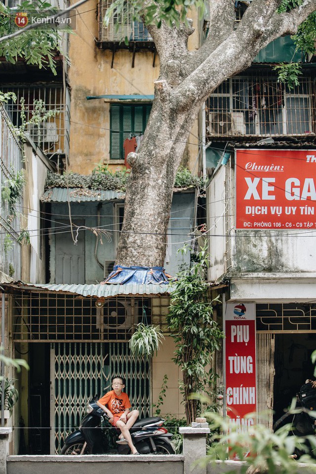 Kỳ lạ cây xanh mọc xuyên những căn nhà trong khu tập thể 60 năm tuổi ở Hà Nội - Ảnh 14.