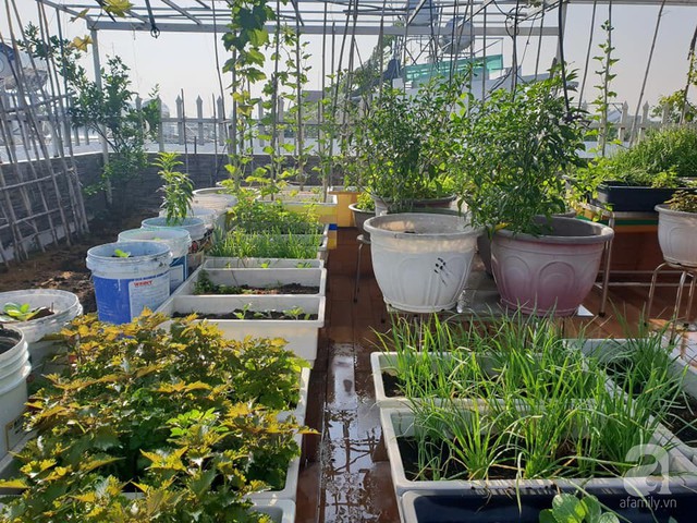 Sở hữu sân thượng rộng đến 200m², mẹ đảm ở Sài Gòn khiến nhiều người bất ngờ với trang trại rau quả tự trồng - Ảnh 16.