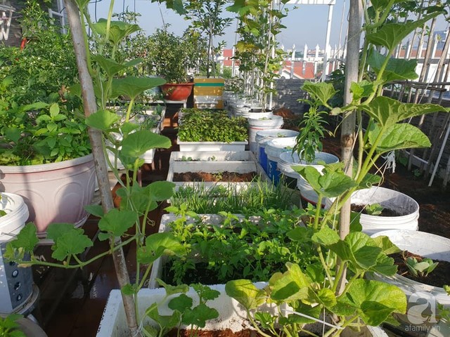 Sở hữu sân thượng rộng đến 200m², mẹ đảm ở Sài Gòn khiến nhiều người bất ngờ với trang trại rau quả tự trồng - Ảnh 18.