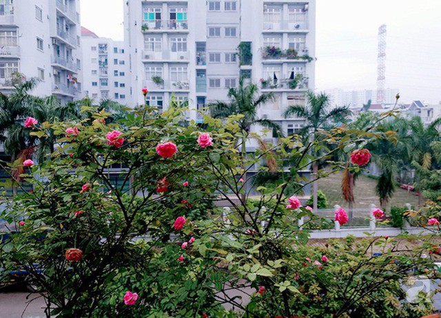 Sở hữu sân thượng rộng đến 200m², mẹ đảm ở Sài Gòn khiến nhiều người bất ngờ với trang trại rau quả tự trồng - Ảnh 30.