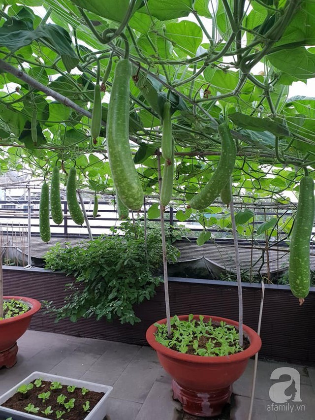 Sở hữu sân thượng rộng đến 200m², mẹ đảm ở Sài Gòn khiến nhiều người bất ngờ với trang trại rau quả tự trồng - Ảnh 7.