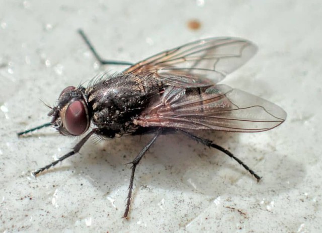 Startup Nhật nuôi loài ruồi có thể biến phân động vật thành phân bón và thức ăn cho cá, cứu cánh cho tình trạng ô nhiễm môi trường trên thế giới - Ảnh 1.