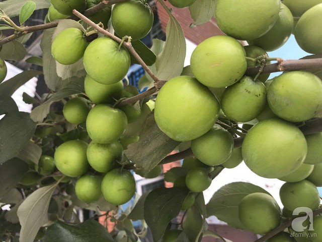 Kinh nghiệm trồng táo trên sân thượng thu hoạch không xuể của người đàn ông đảm đang ở Sài Gòn - Ảnh 1.