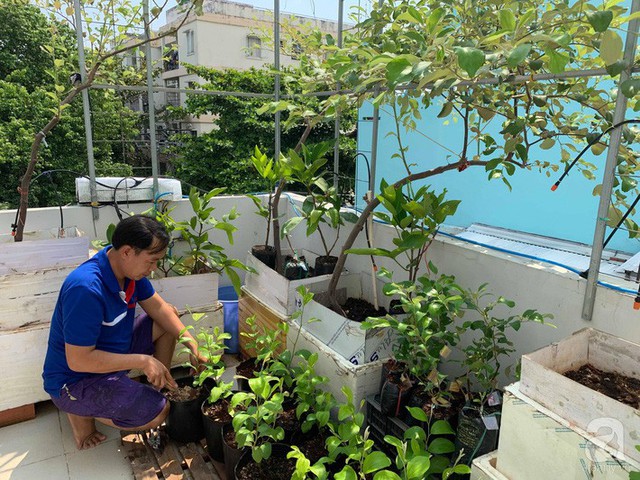 Kinh nghiệm trồng táo trên sân thượng thu hoạch không xuể của người đàn ông đảm đang ở Sài Gòn - Ảnh 2.
