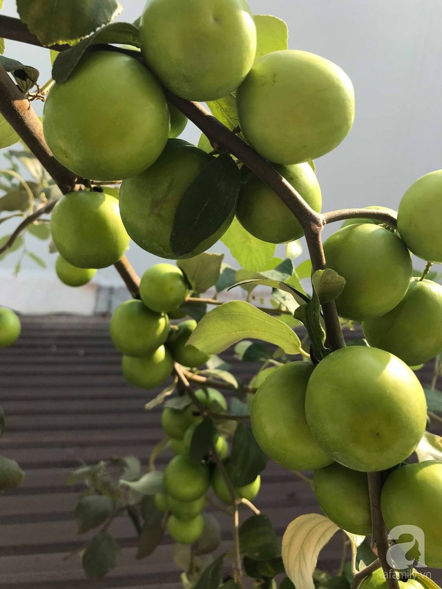 Kinh nghiệm trồng táo trên sân thượng thu hoạch không xuể của người đàn ông đảm đang ở Sài Gòn - Ảnh 11.
