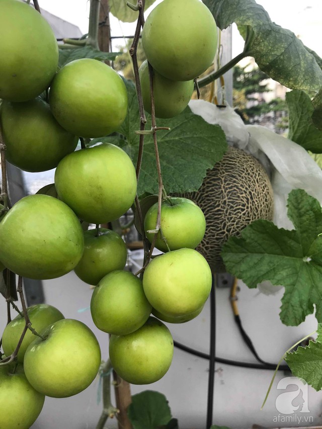 Kinh nghiệm trồng táo trên sân thượng thu hoạch không xuể của người đàn ông đảm đang ở Sài Gòn - Ảnh 12.