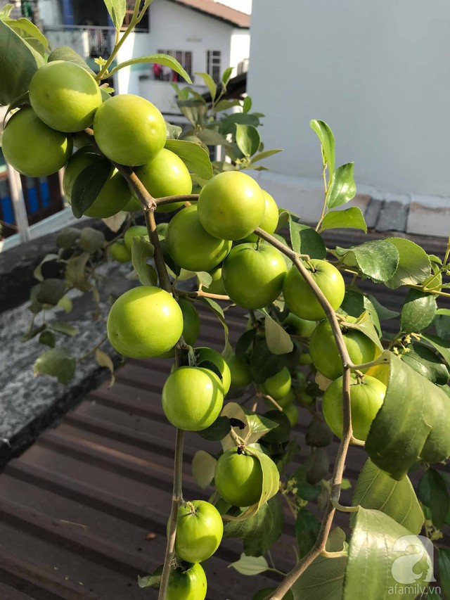 Kinh nghiệm trồng táo trên sân thượng thu hoạch không xuể của người đàn ông đảm đang ở Sài Gòn - Ảnh 14.