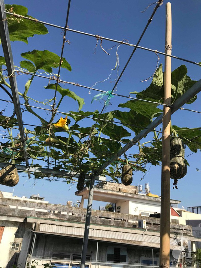 Kinh nghiệm trồng táo trên sân thượng thu hoạch không xuể của người đàn ông đảm đang ở Sài Gòn - Ảnh 16.