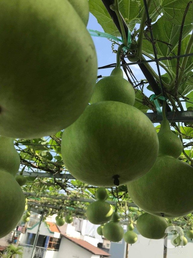 Kinh nghiệm trồng táo trên sân thượng thu hoạch không xuể của người đàn ông đảm đang ở Sài Gòn - Ảnh 19.