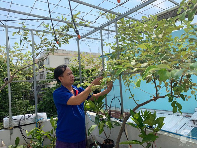 Kinh nghiệm trồng táo trên sân thượng thu hoạch không xuể của người đàn ông đảm đang ở Sài Gòn - Ảnh 3.