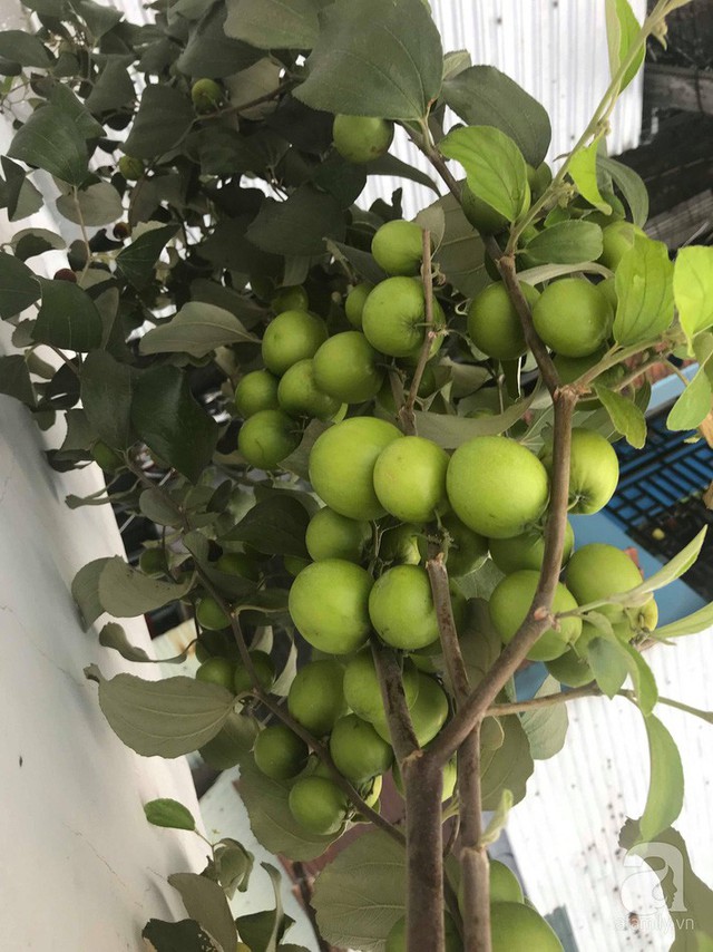 Kinh nghiệm trồng táo trên sân thượng thu hoạch không xuể của người đàn ông đảm đang ở Sài Gòn - Ảnh 4.