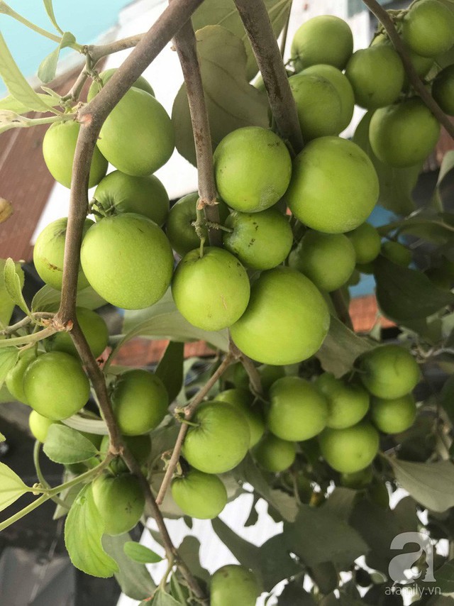 Kinh nghiệm trồng táo trên sân thượng thu hoạch không xuể của người đàn ông đảm đang ở Sài Gòn - Ảnh 5.
