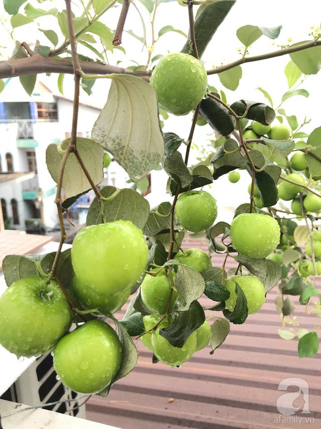 Kinh nghiệm trồng táo trên sân thượng thu hoạch không xuể của người đàn ông đảm đang ở Sài Gòn - Ảnh 7.