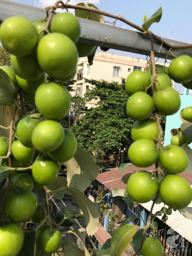 Kinh nghiệm trồng táo trên sân thượng thu hoạch không xuể của người đàn ông đảm đang ở Sài Gòn - Ảnh 8.