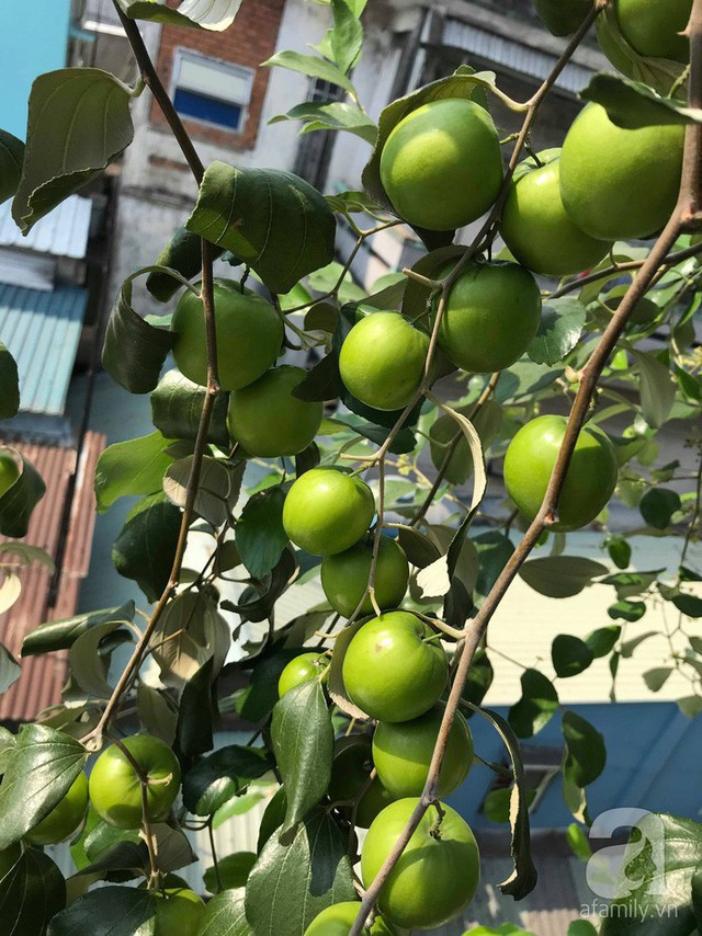 Kinh nghiệm trồng táo trên sân thượng thu hoạch không xuể của người đàn ông đảm đang ở Sài Gòn - Ảnh 9.