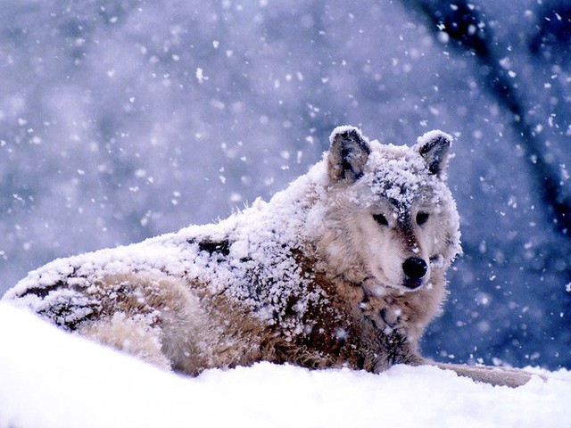  Nhốt con sói săn được ở ngoài trong đêm bão, hôm sau, người đàn ông kinh ngạc trước cảnh tượng nhìn thấy - Ảnh 1.