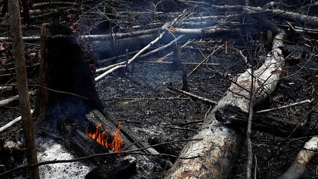 5 cách giải cứu rừng Amazon từ Quỹ Quốc tế Bảo vệ Thiên nhiên WWF: Hãy đọc ngay để biết bạn nên làm gì lúc này - Ảnh 4.