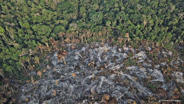 Nếu rừng Amazon biến mất, thế giới mất đi 20% lượng nước ngọt, 20% lượng oxy, con người chịu ảnh hưởng trực tiếp - Ảnh 1.