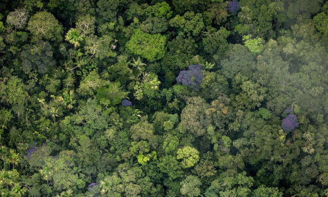 Nếu rừng Amazon biến mất, thế giới mất đi 20% lượng nước ngọt, 20% lượng oxy, con người chịu ảnh hưởng trực tiếp - Ảnh 4.