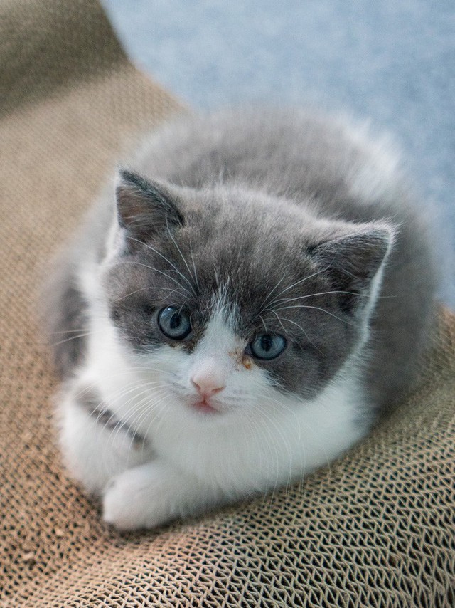 Vào ngày 21 tháng Bảy năm 2019, Bé Tỏi - con mèo nhân bản đầu tiên của Trung Quốc ra đời - Ảnh 5.