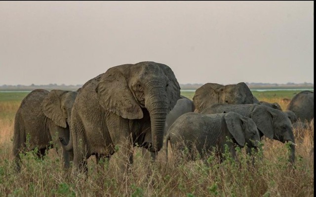 Bất ngờ với xu hướng tiến hóa mất ngà của loài voi trước nạn săn trộm - Ảnh 1.