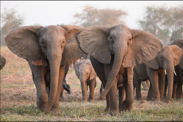 Bất ngờ với xu hướng tiến hóa mất ngà của loài voi trước nạn săn trộm - Ảnh 2.