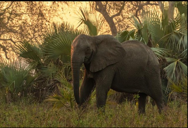 Bất ngờ với xu hướng tiến hóa mất ngà của loài voi trước nạn săn trộm - Ảnh 3.