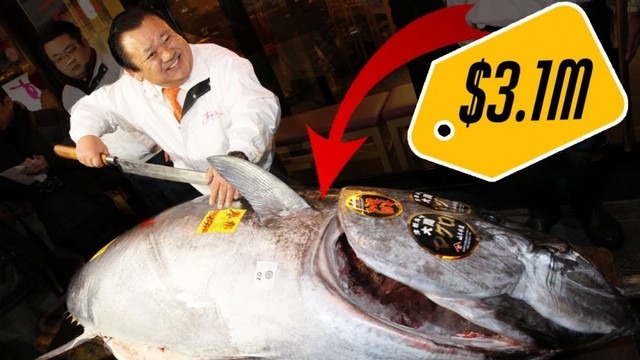Giá hàng chục tỷ đồng, cá ngừ vây xanh có gì đặc biệt? - Ảnh 1.