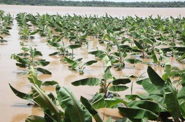 Biến đổi khí hậu đe dọa làm giảm nguồn cung chuối trên toàn cầu, sẽ không còn đủ chuối cho người dân ăn? - Ảnh 2.