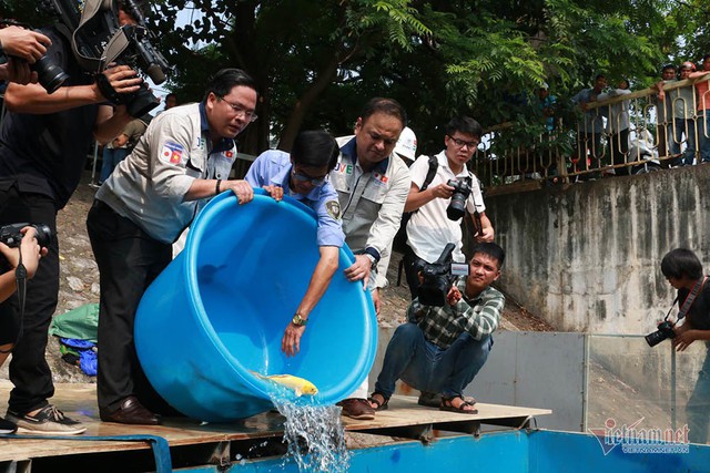 Đàn cá Koi Nhật Bản bơi tung tăng trên sông Tô Lịch ngày nắng nóng - Ảnh 9.