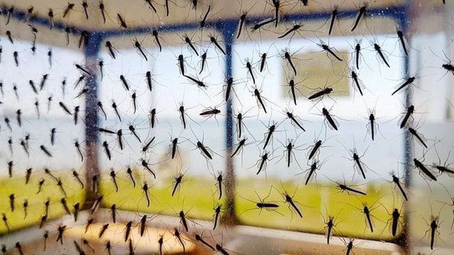 Muỗi cái không chịu ‘yêu đương’ với muỗi đực biến đổi gen, dự án tiêu diệt loài muỗi thất bại thảm hại - Ảnh 1.