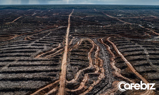Cơn khát dầu cọ: Cội nguồn của việc cháy rừng hàng loạt tại Indonesia, khiến toàn Đông Nam Á ngập chìm trong ô nhiễm không khí - Ảnh 4.
