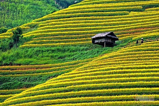 Cảnh sắc đẹp nhất thế giới mỗi năm 1 lần chỉ có ở Việt Nam - Ảnh 7.