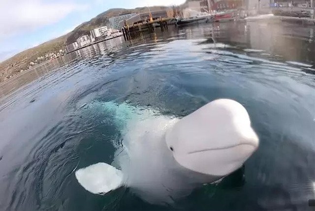 Lỡ tay làm rơi camera của người ta xuống nước, cậu cá voi beluga lặn xuống đáy mò tìm lại bằng được - Ảnh 2.