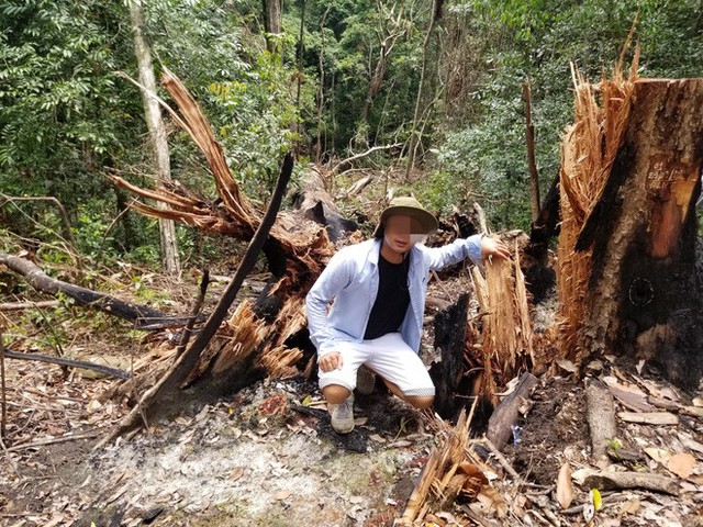  Bị đục thân, đổ dầu đốt gốc 2 cây gỗ hương cổ thụ chết, chủ rừng nói không thiệt hại vì gỗ vẫn còn ở đó - Ảnh 3.