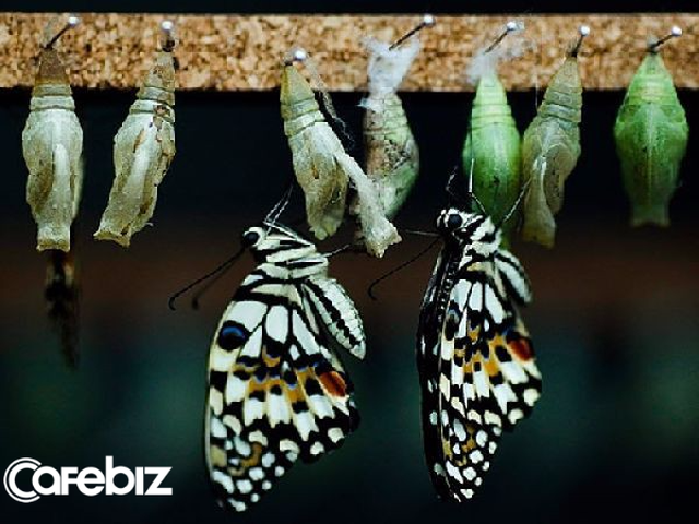 Bướm là biểu tượng của sự bay bổng, độc đáo và mộng mơ. Những bức ảnh về bướm sẽ khiến bạn phải ngợi khen vẻ đẹp tuyệt vời của chúng, đồng thời kích thích trí tưởng tượng và tình yêu động vật trong bạn.