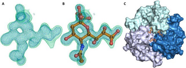 Các nhà khoa học vừa crack được mã code một virus đặc biệt, từ đó họ sẽ tạo ra vắc-xin chống ung thư - Ảnh 2.