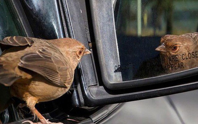 Hỏi: "Chim bay trong xe có làm trọng lượng của xe thay đổi?", câu trả lời thấu đáo của ứng viên khiến người phỏng vấn mời ở lại ký hợp đồng luôn
