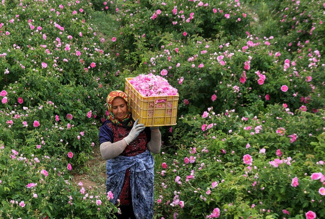 Câu chuyện về những bông hồng thơm nhất thế giới của Iran: Cả một thị trấn toàn hoa hồng, người dân làm một tháng là đủ tiền tiêu cả năm không hết - Ảnh 1.
